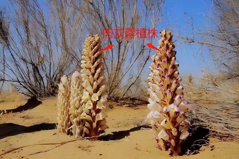 銀川伊百盛生物工程有限公司 銀川伊百盛生物工程有限公司