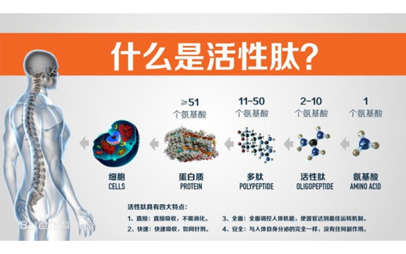 肽，對(duì)身體的十大益處